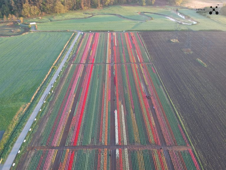 Aerial photo of the Tulip Festival in Abbotsford British Columbia