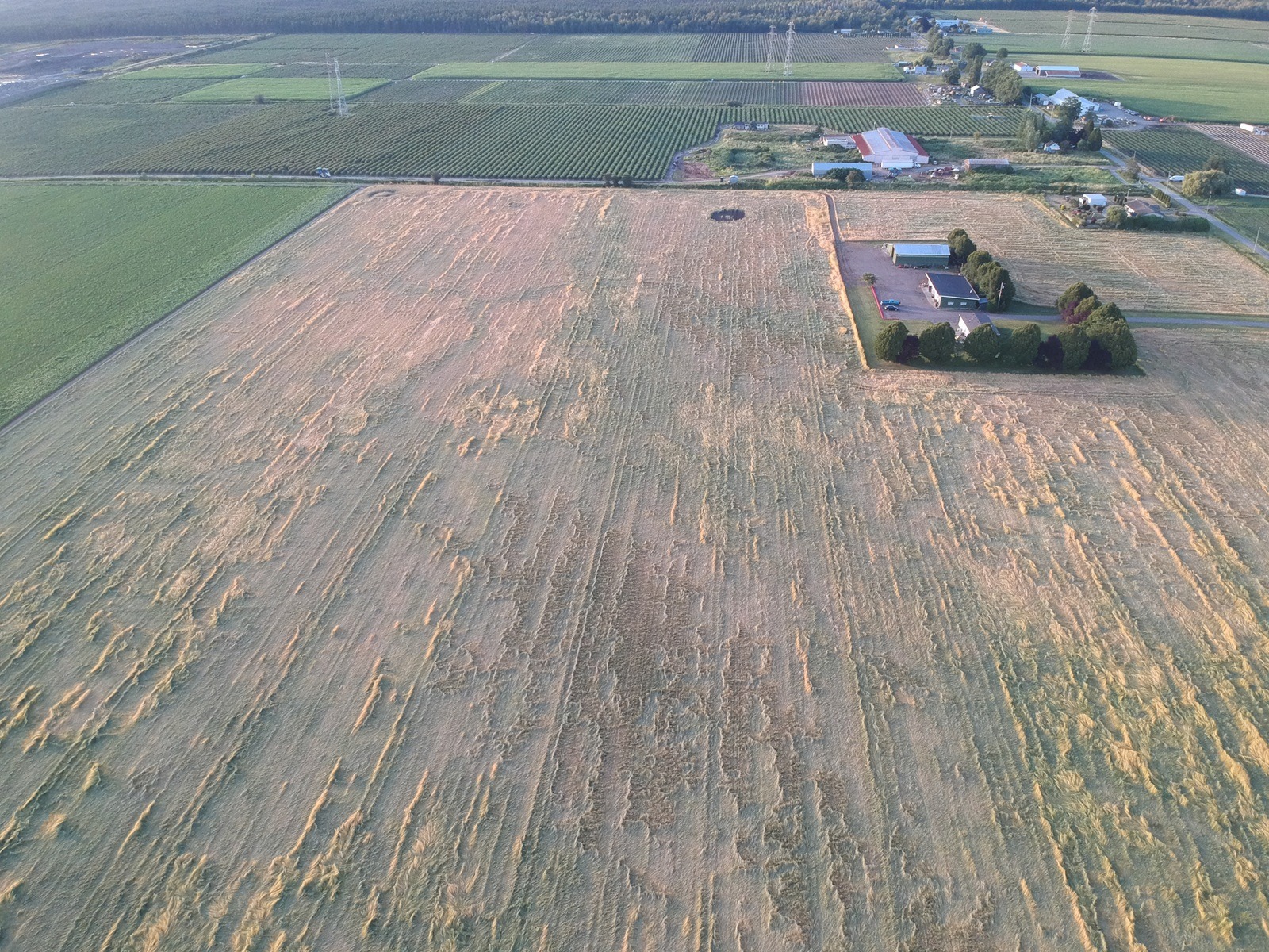 Drone Image of Wheat Field Lodging